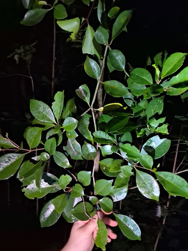 Guapira fragrans