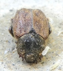 Hoplia