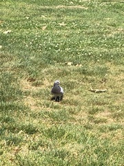 Columba livia domestica
