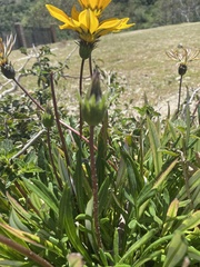 Gazania × splendens