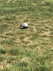 Columba livia domestica