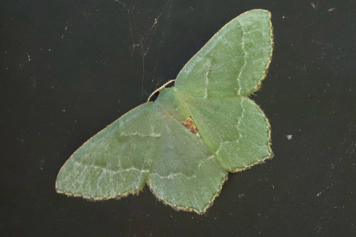 Common Emerald