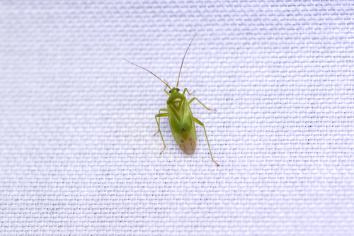 Common Green Capsid photo 2