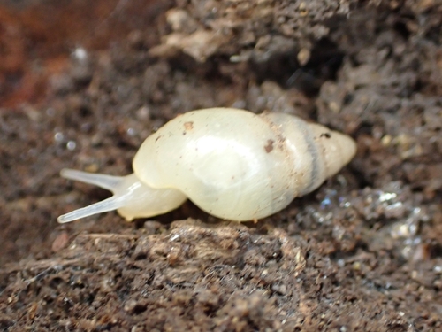 Leptinaria unilamellata observed 2026-06-27