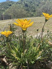 Gazania × splendens