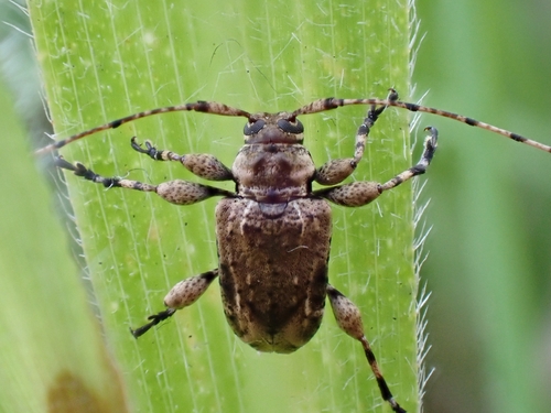 Leptostylopsis gundlachi