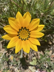 Gazania × splendens