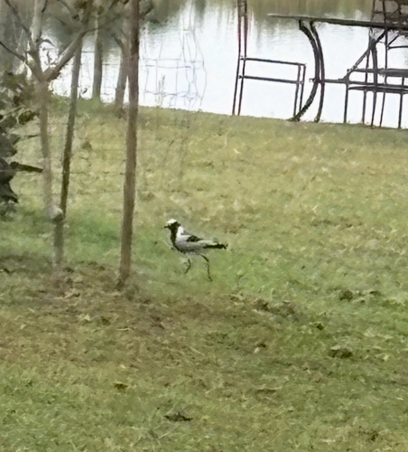 Blacksmith Lapwing