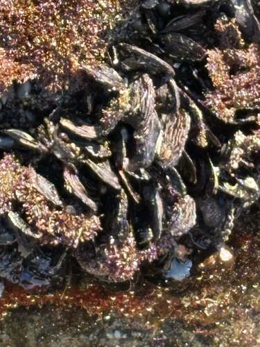 Isognomon californicus observed 2026-06-30