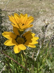 Gazania × splendens