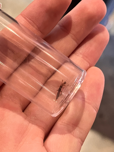 iNaturalist observation photo of Webspinners