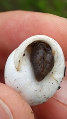 Sphincterochila candidissima