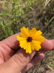 Coreopsis linifolia