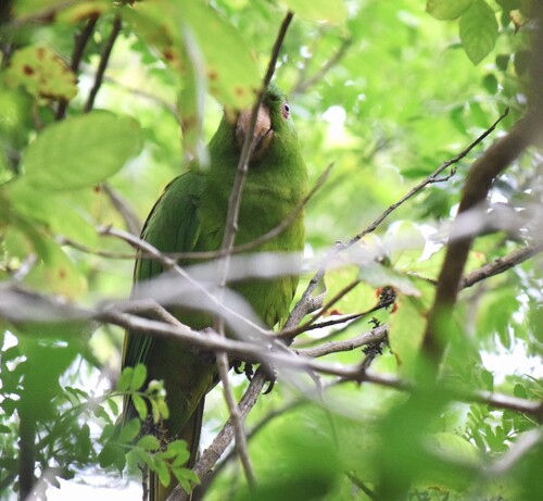 Socorro Parakeet (Psittacara brevipes), photo 10