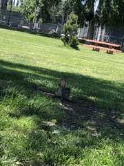Sciurus niger