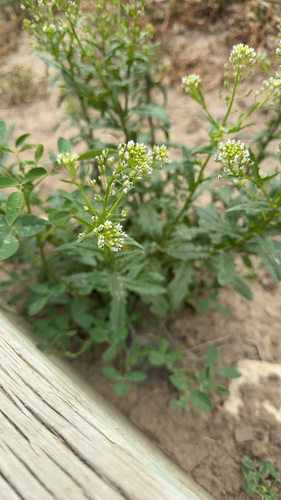 field penny-cress