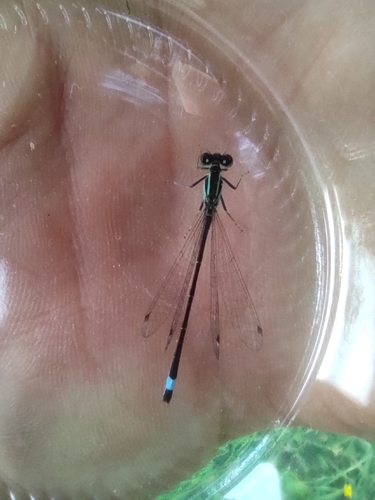 Blue-tailed Damselfly