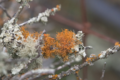 iNaturalist observation photo of Golden Hair-lichen
