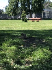 Sciurus niger