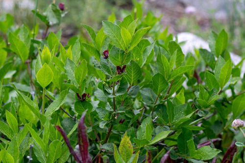 Lonicera conjugialis, photograph 6