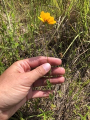 Coreopsis linifolia