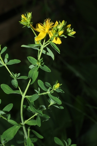Common St. John's Wort