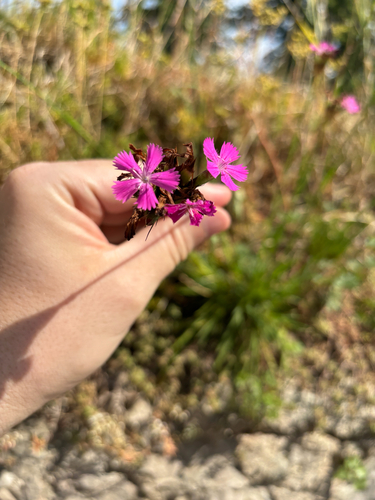 Carthusian Pink