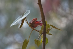 Chiranthodendron pentadactylon