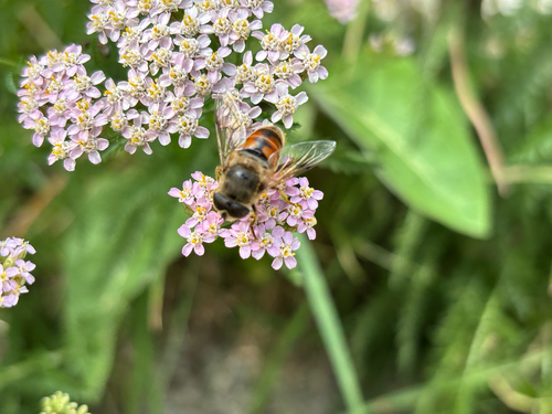 Common Drone Fly