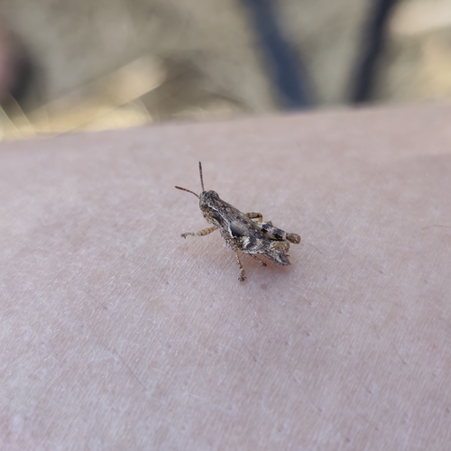 Common Maquis Grasshopper