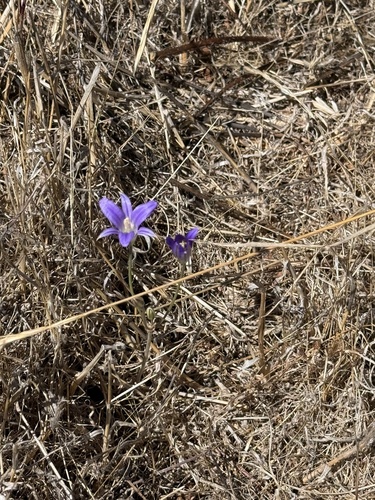 iNaturalist observation photo of Brodiaeas