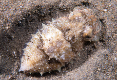Sepia plangon