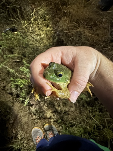 iNaturalist observation photo of American Bullfrog