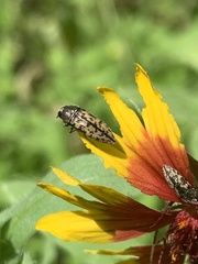 Acmaeodera neoneglecta