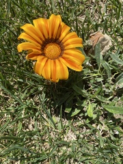 Gazania × splendens