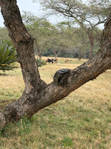 Sable Antelope