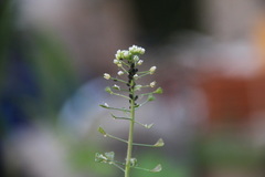 Capsella bursa-pastoris