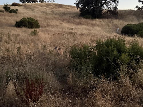 iNaturalist observation photo of Mule Deer