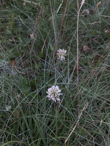 white clover