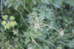 Capsella bursa-pastoris