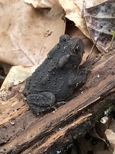 American Toad photographed in Indiana