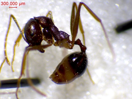 Aphaenogaster ovaticeps