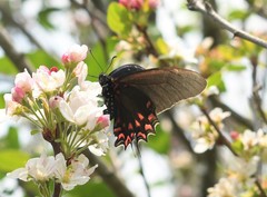 Mimoides thymbraeus thymbraeus