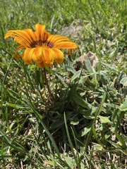 Gazania × splendens