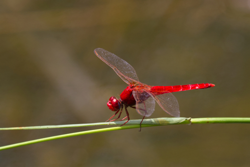 Broad Scarlet
