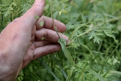 Capsella bursa-pastoris