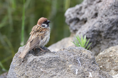 Eurasian Tree Sparrow