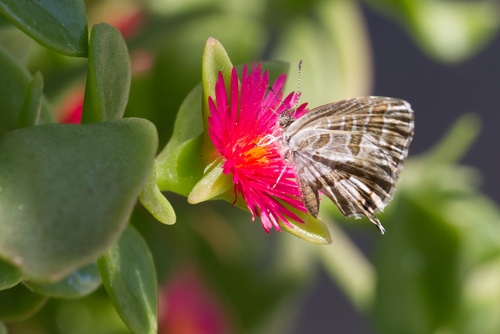 Common Geranium-bronze