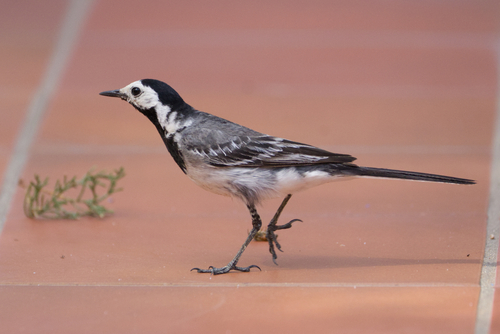 White Wagtail