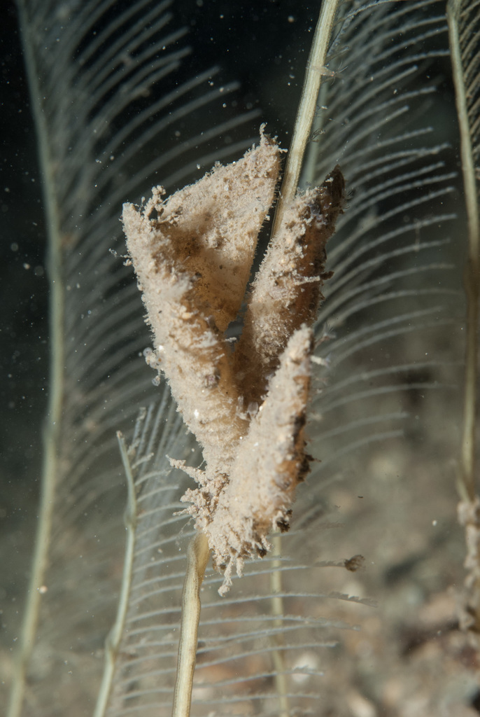 velvet goose barnacle